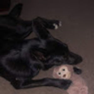 Meet your Posher, Dana